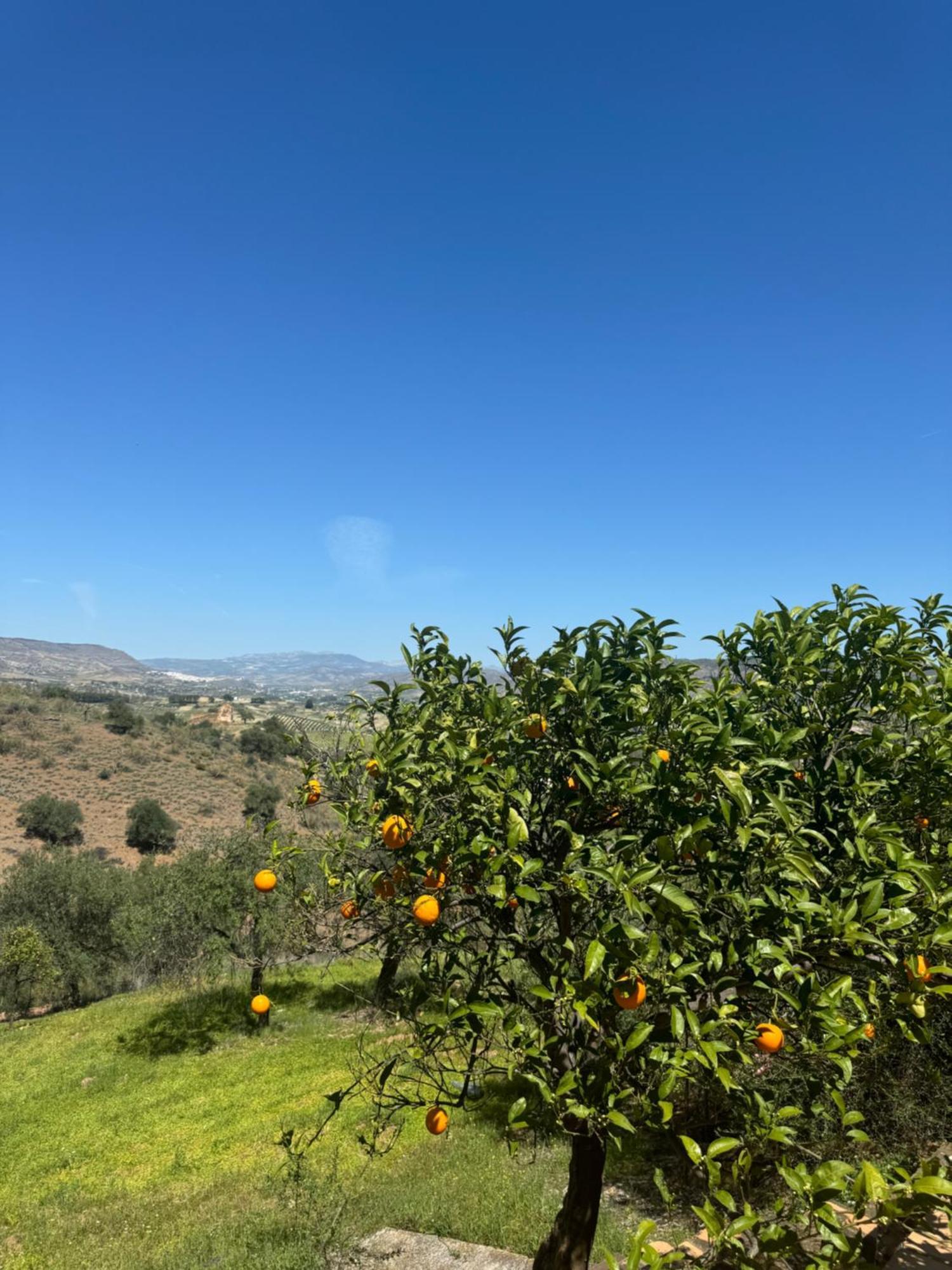 פיסארה Santa Teresa Bed & Breakfast Andalusien מראה חיצוני תמונה