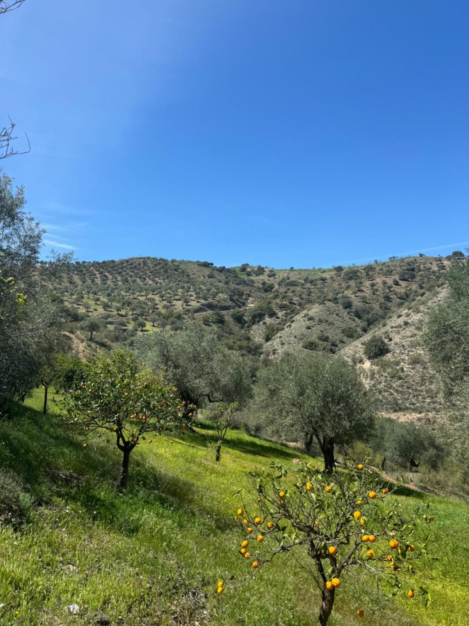 פיסארה Santa Teresa Bed & Breakfast Andalusien מראה חיצוני תמונה